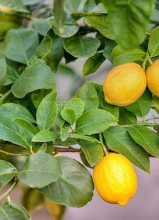 Ефірна олія лимон мессіна (citrus limon) оптом від 1 кг