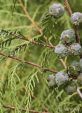 Ефірне масло кедр, китай (cupressus funebris) - 1 кг1 фото