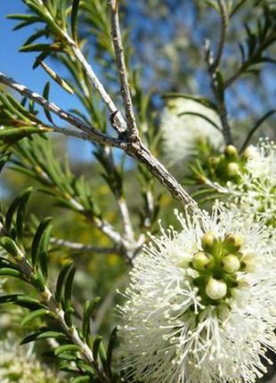 Ефірне масло чайне дерево, китай (melaleuca alternifolia) 1 кг