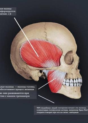 Jawline красивые скулы за 30 дней , фейсбилдинг , уголки пита10 фото