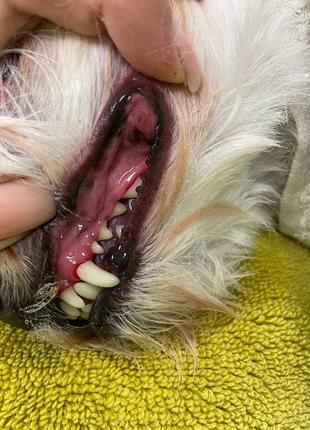 Ультразвукова чистка зубів собак