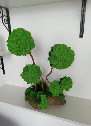 Композиція, дерева зі стабілізованого моху4 фото