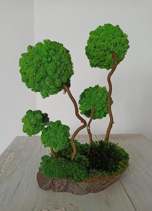 Композиція, дерева зі стабілізованого моху2 фото