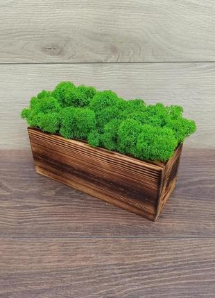 Деревянное кашпо со стабилизированным мхом