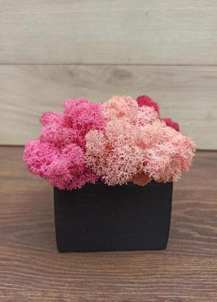 Дерев′яне кашпо чорного кольору з різними відтінками рожевого кольору моху.2 фото