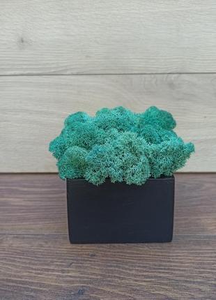 Дерев′яне чорне  кашпо з бірюзовим кольором стабілізованого моху.7 фото