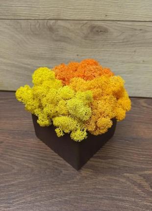 Дерев′яне шоколадного кольору кашпо з  лимонним, жовтим та оранжевим кольором стабілізованим мохом