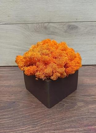 Деревянное шоколадного цвета кашпо с оранжевым цветом стабилизированного мха