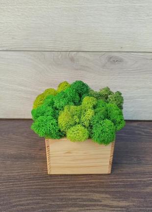Дерев′яне  кашпо з різними відтінками зеленого стабілізованого моху