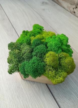 Дерев′яне  кашпо з різними відтінками зеленого стабілізованого моху3 фото