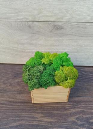 Дерев′яне  кашпо з різними відтінками зеленого стабілізованого моху2 фото