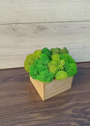 Дерев′яне  кашпо з різними відтінками зеленого стабілізованого моху4 фото