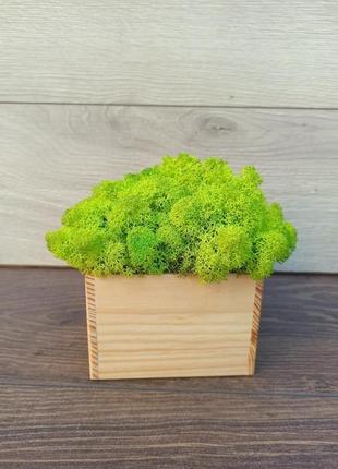 Дерев′яне кашпо з стабілізованим мохом світло-салатового кольору3 фото