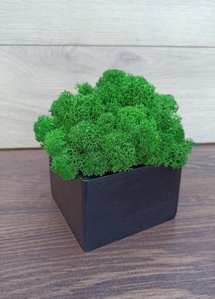 Черное деревянное кашпо с зеленым стабилизированным мхом