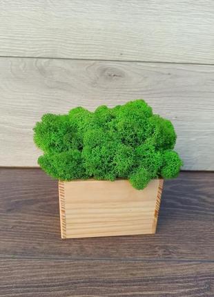 Дерев′яне кашпо з світло зеленим стабілізованим мохом2 фото