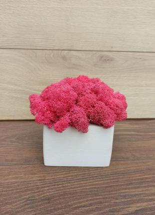 Біле дерев′яне кашпо з яскраво-рожевим кольором моху4 фото