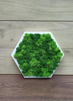 Сотая из дерева со стабилизированным зеленым мхом1 фото