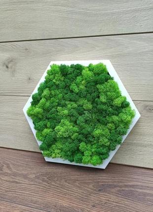 Сота з дерева зі стабілізованим зеленим мохом6 фото