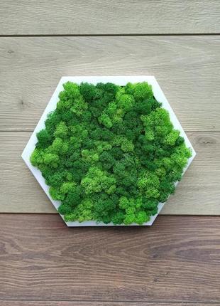 Сота з дерева зі стабілізованим зеленим мохом7 фото