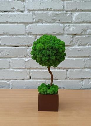 Дерево з моху, стабілізоване дерево5 фото