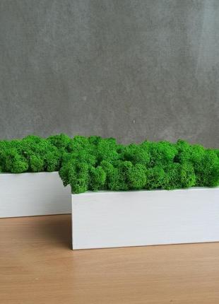 Белое деревянное кашпо с зеленым стабилизированным мхом3 фото