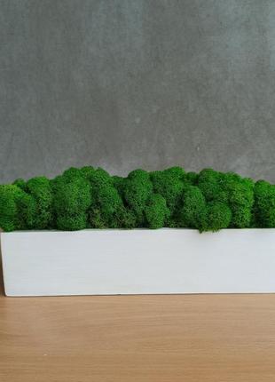 Біле дерев'яне кашпо з зеленим стабілізованим мохом8 фото