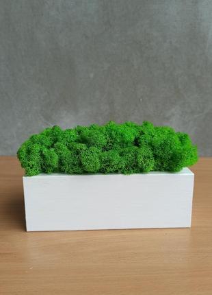 Біле дерев'яне кашпо з зеленим стабілізованим мохом4 фото