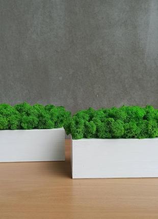 Белое деревянное кашпо с зеленым стабилизированным мхом