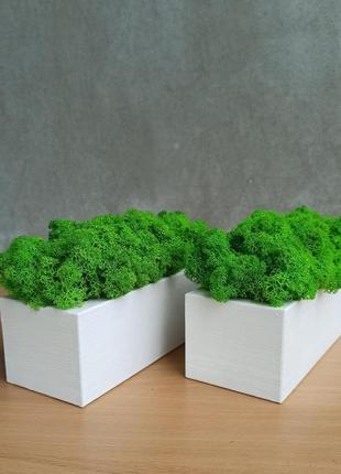 Біле дерев'яне кашпо з зеленим стабілізованим мохом5 фото