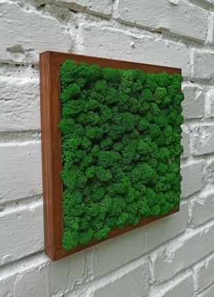 Фітокартина з моху квадратної форми. декор зі стабілізованого моху.3 фото