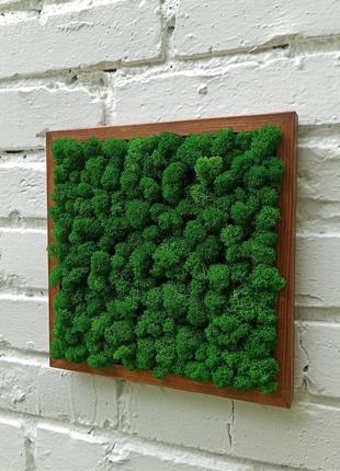 Квадратна картина з моху на стіну4 фото