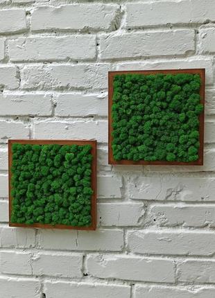 Квадратна картина з моху на стіну3 фото