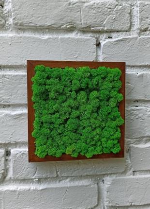 Фитокартина из мха 5