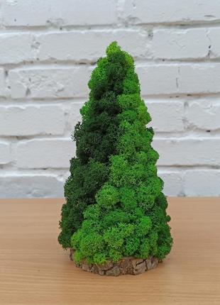 Елка из мха. ёлочка из мха. новогодний подарок