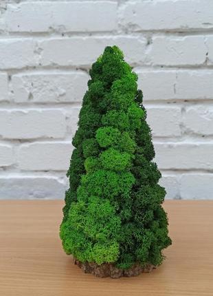 Елка из мха. ёлочка из мха. новогодний подарок