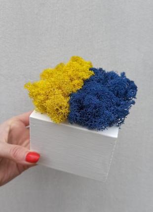 Патріотичний подарунок. кашпо з синьо-жовтого моху.3 фото