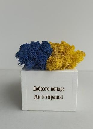 Кашпо с желто голубым мхом. патриотический подарок, патриотический декор.