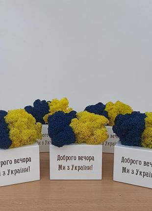 Патриотический подарок. кашпо с желто голубым мхом