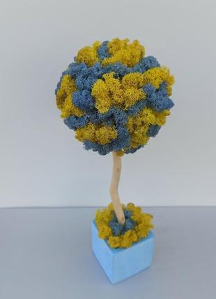 Стабілізоване дерево. жовто-блакитне дерево з моху. патріотичний подарунок5 фото