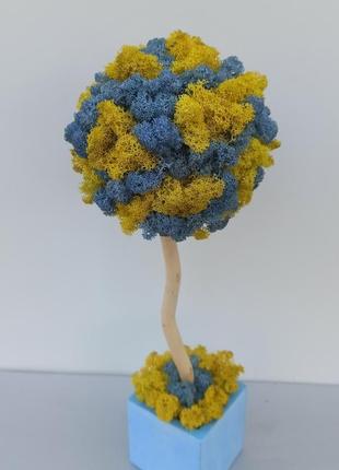 Стабілізоване дерево. жовто-блакитне дерево з моху. патріотичний подарунок4 фото