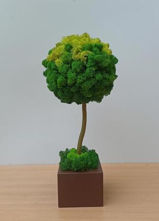 Дерево из мха. топиарий из мха. стабилизированное дерево