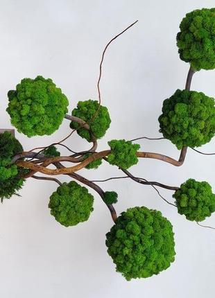 Дерево з моху. композиція  зі стабілізованих дерев7 фото