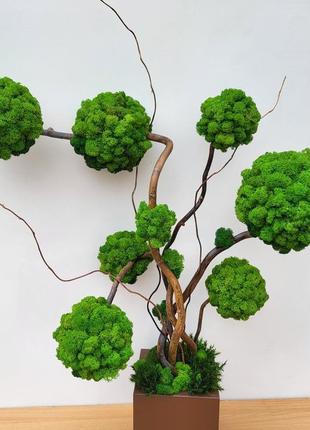 Дерево з моху. композиція  зі стабілізованих дерев2 фото
