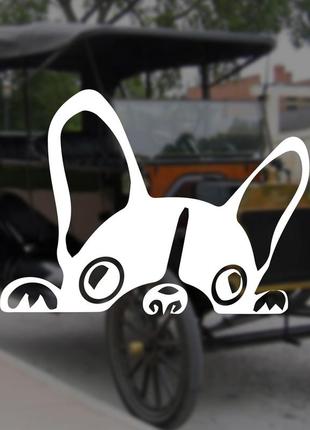 Наклейка на авто/мото на скло/кузов "мопс...собака...цуценя...стикер" білий колір1 фото