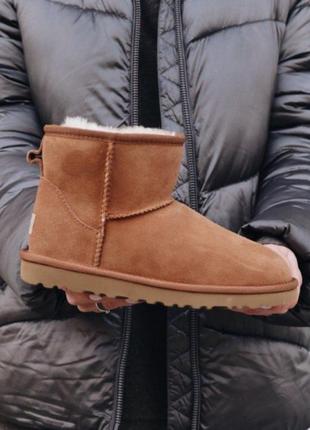 Ugg mini chestnut чоботи жіночі угі