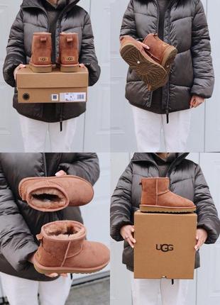 Угги ugg mini mole уггі сапоги ботинки9 фото