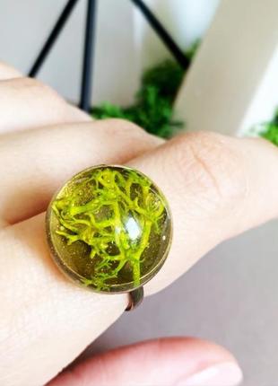 Мох колечко с мхом стильное кольцо с лесным мхом вечнозелёное (модель № 1479) glassy flowers2 фото