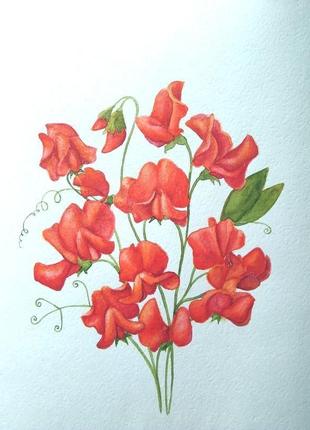 Запашний горошок, акварель, red sweet peas2 фото