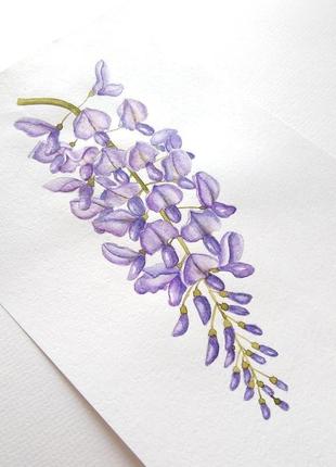 Глициния акварель, watercolor wisteria2 фото