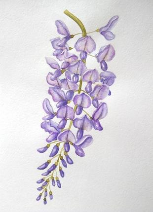 Глициния акварель, watercolor wisteria